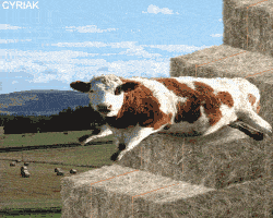 [Image: cowstairs.gif]